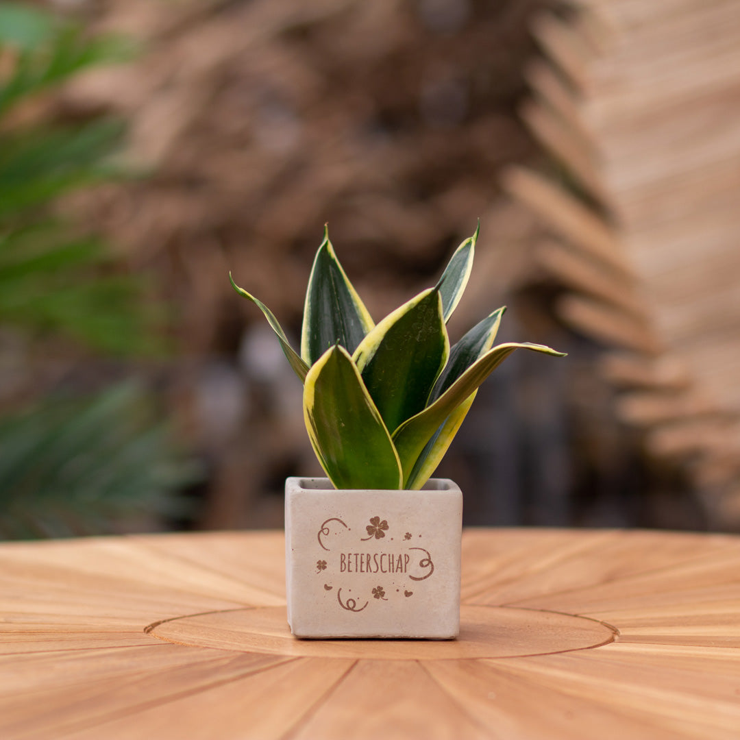 Plantenpot met boodschap met een Congreet® plantpots | Beterschap