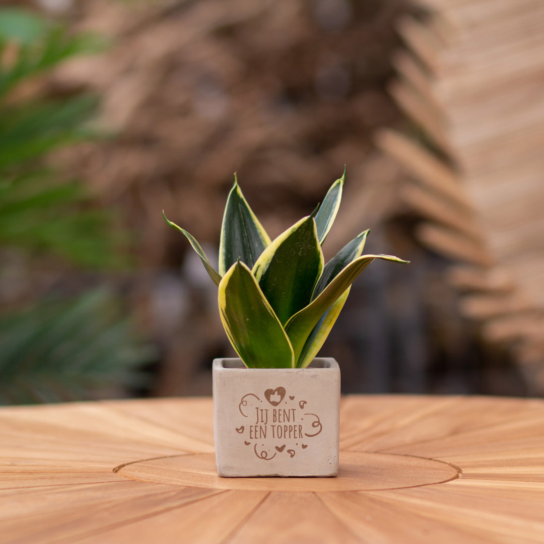 Plantenpot met boodschap met een Congreet® plantpots | Jij bent een topper