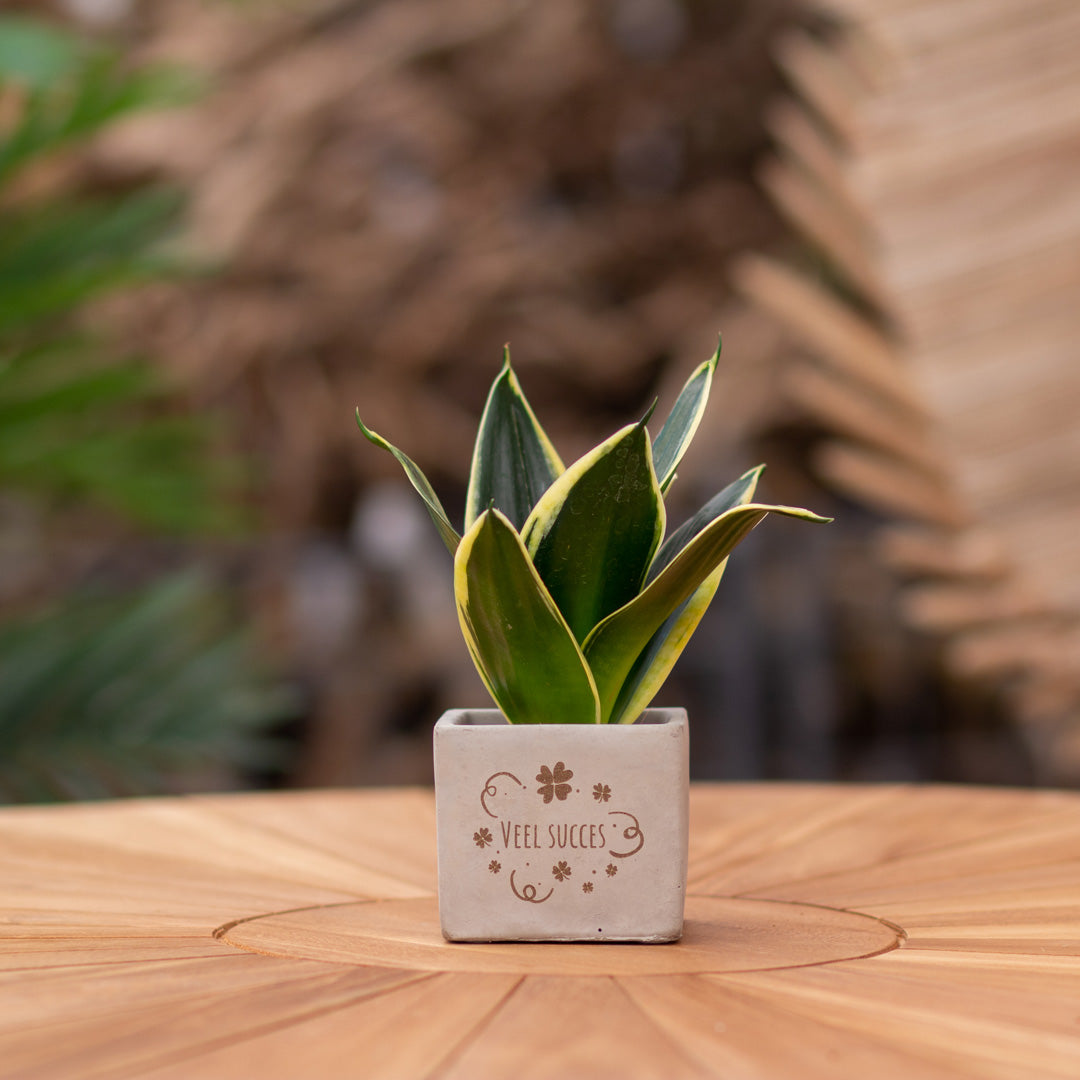 Plantenpot met boodschap met een Congreet® plantpots | Veel succes