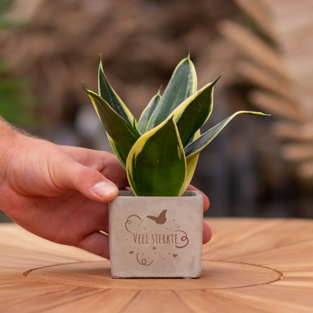 Plant als cadeau met een Congreet® plantpots | Veel sterkte
