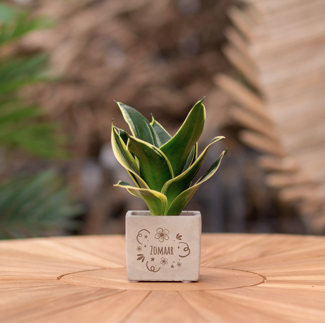 Plantenpot met boodschap met een Congreet® plantpots | Zomaar