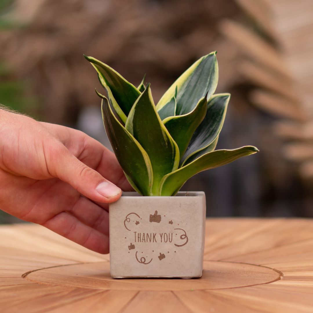 Plant als cadeau met een Congreet® plantpots | Thank you