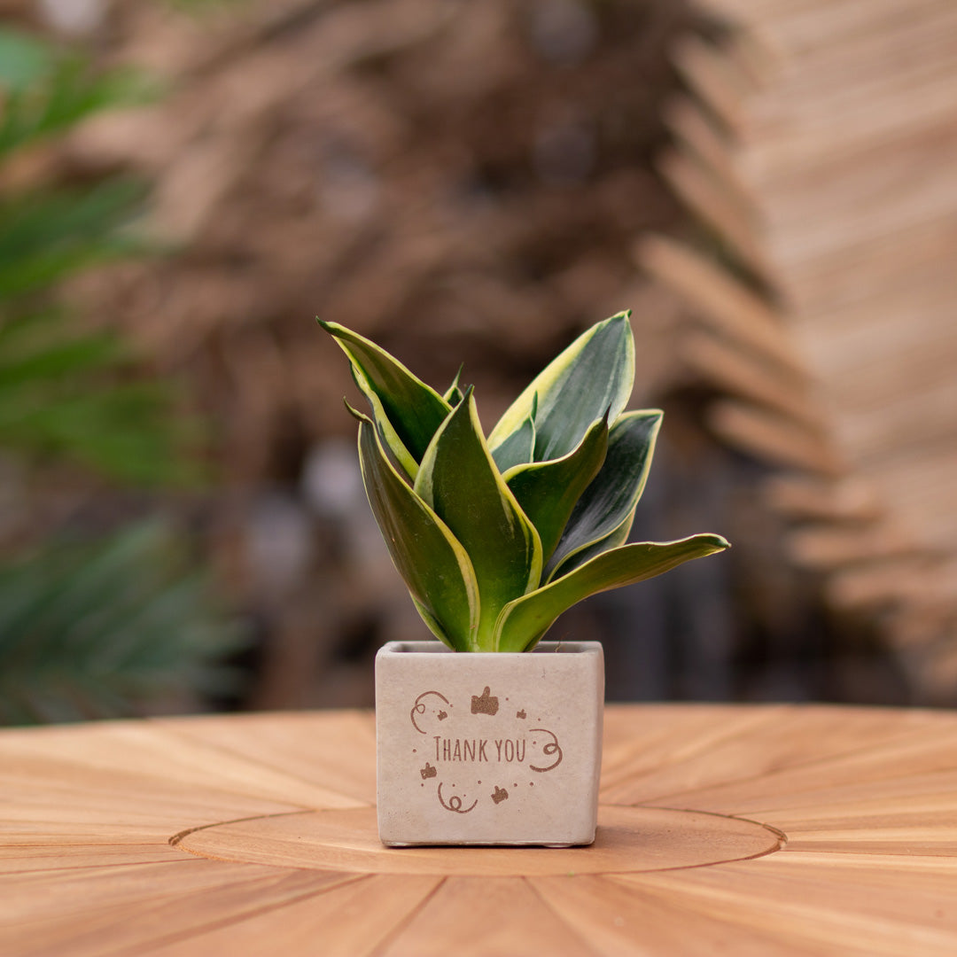 Plantenpot met boodschap met een Congreet® plantpots | Thank you