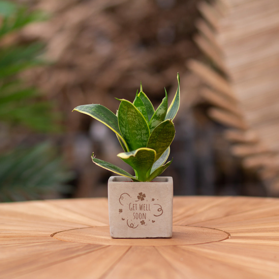 Plantenpot met boodschap met een Congreet® plantpots | Get well soon