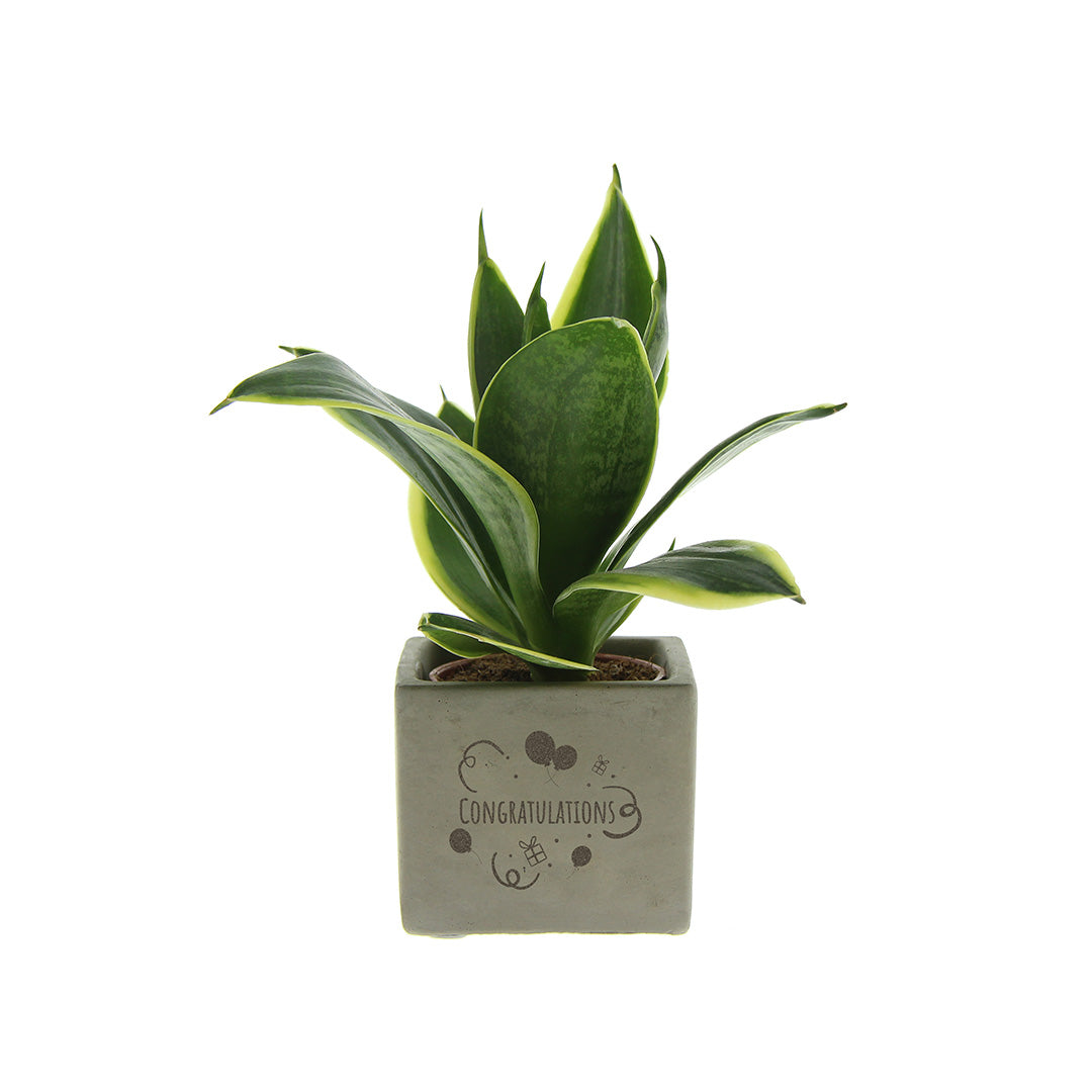 Groen geschenk met een Congreet® plantpots | Congratulations