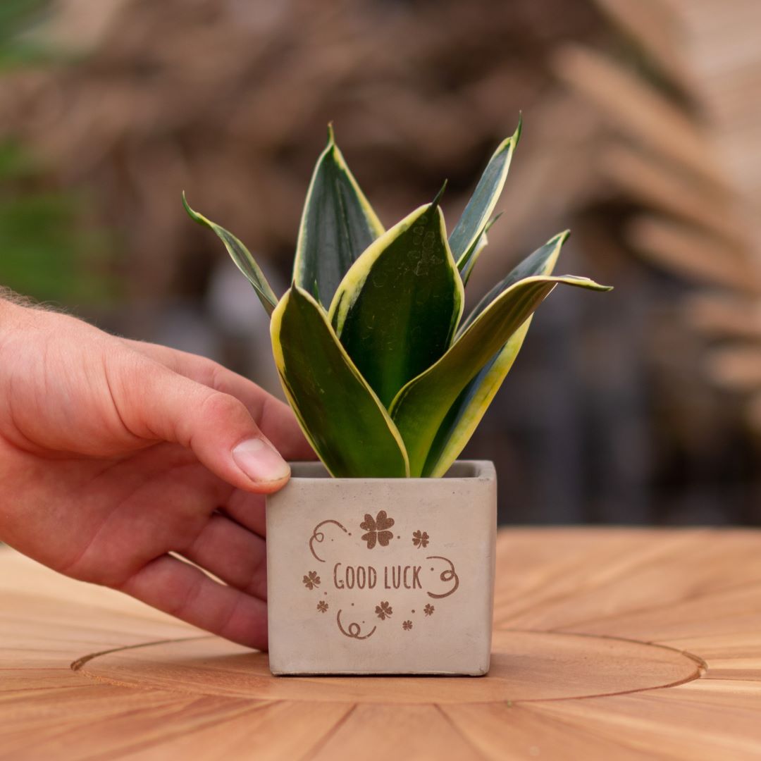 Plant als cadeau met een Congreet® plantpots | Good luck