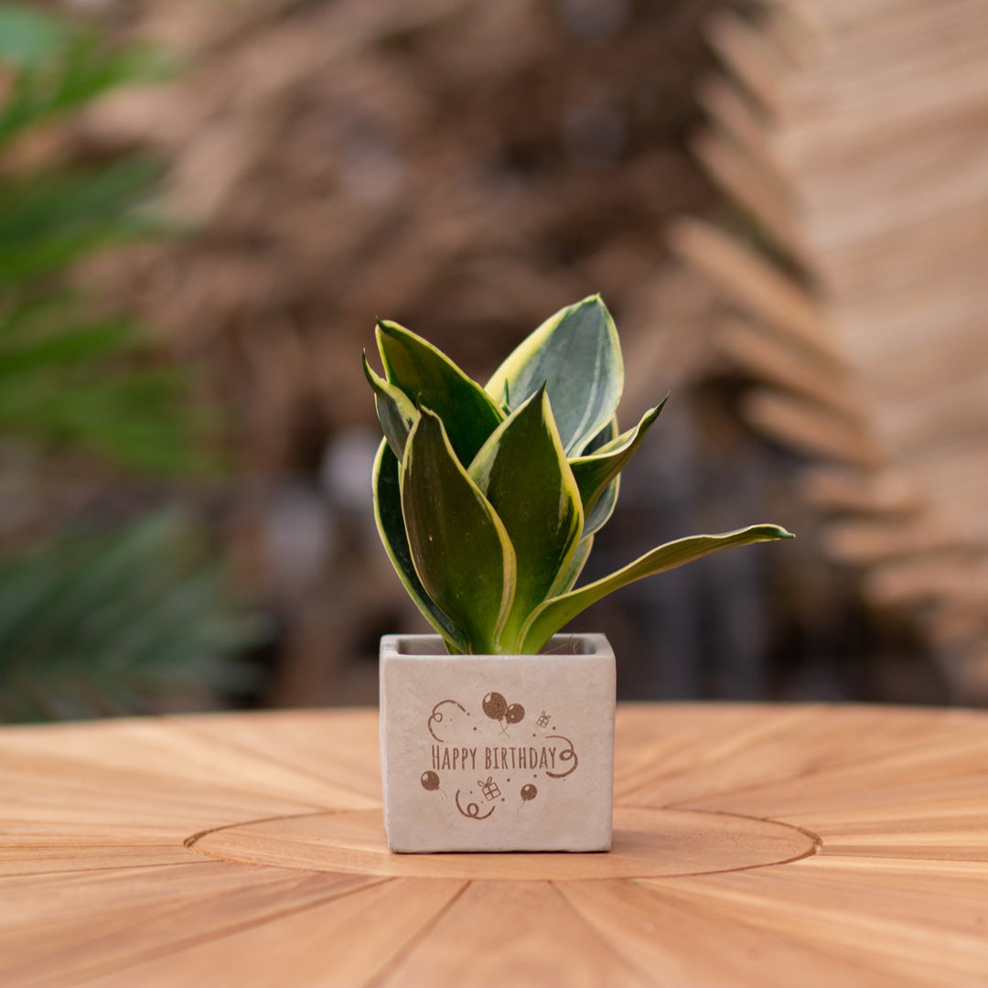 Plantenpot met boodschap met een Congreet® plantpots | Happy birthday