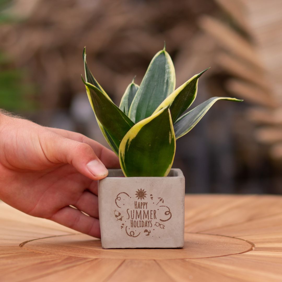 Plant als cadeau met een Congreet® plantpots | Happy summer holidays