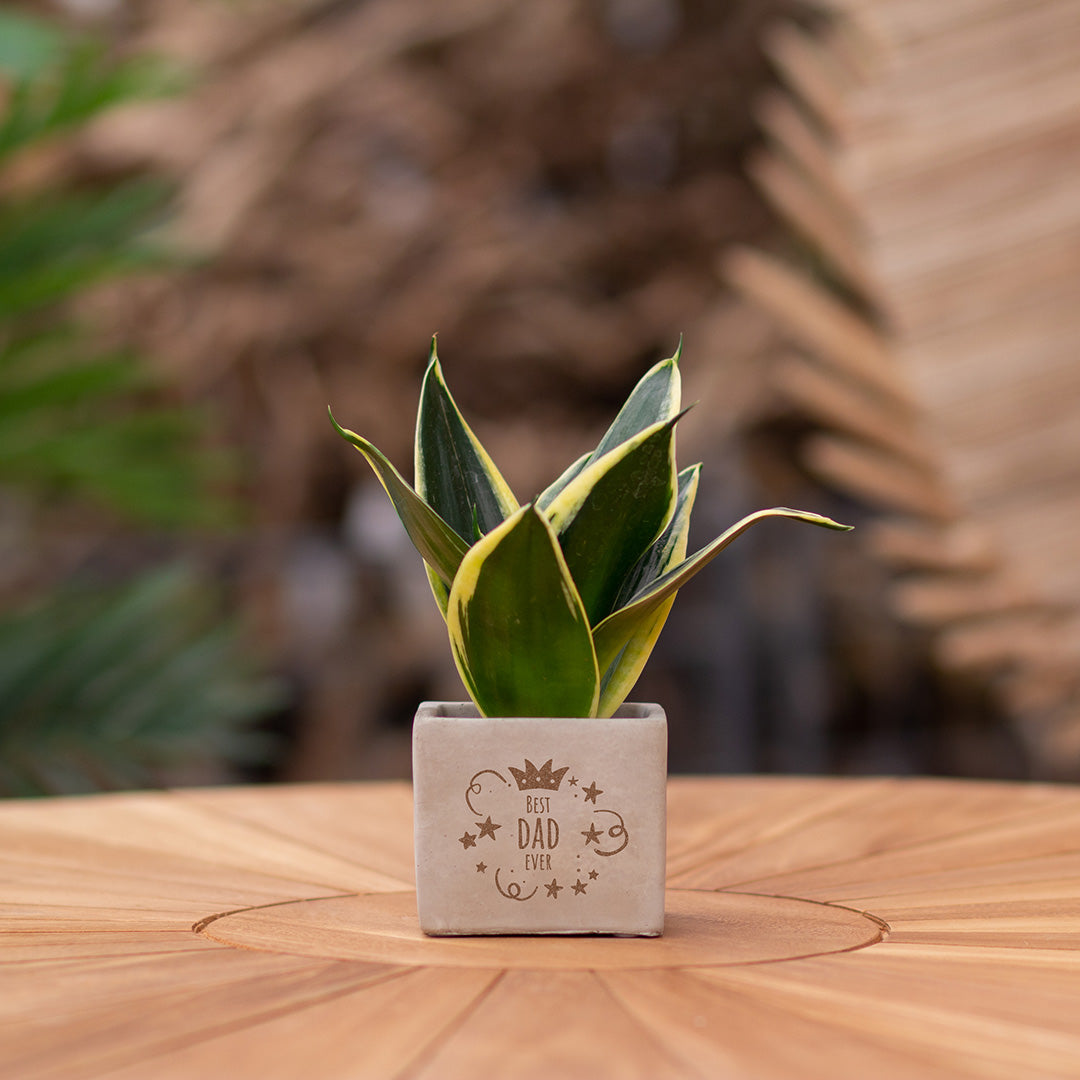 Plantenpot met boodschap met een Congreet® plantpots | Best dad ever