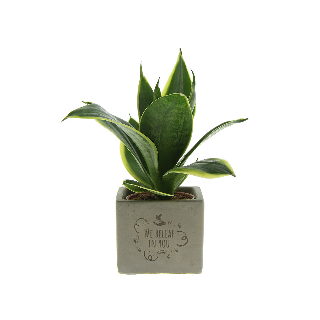 Groen geschenk met een Congreet® plantpots | We beleaf in you