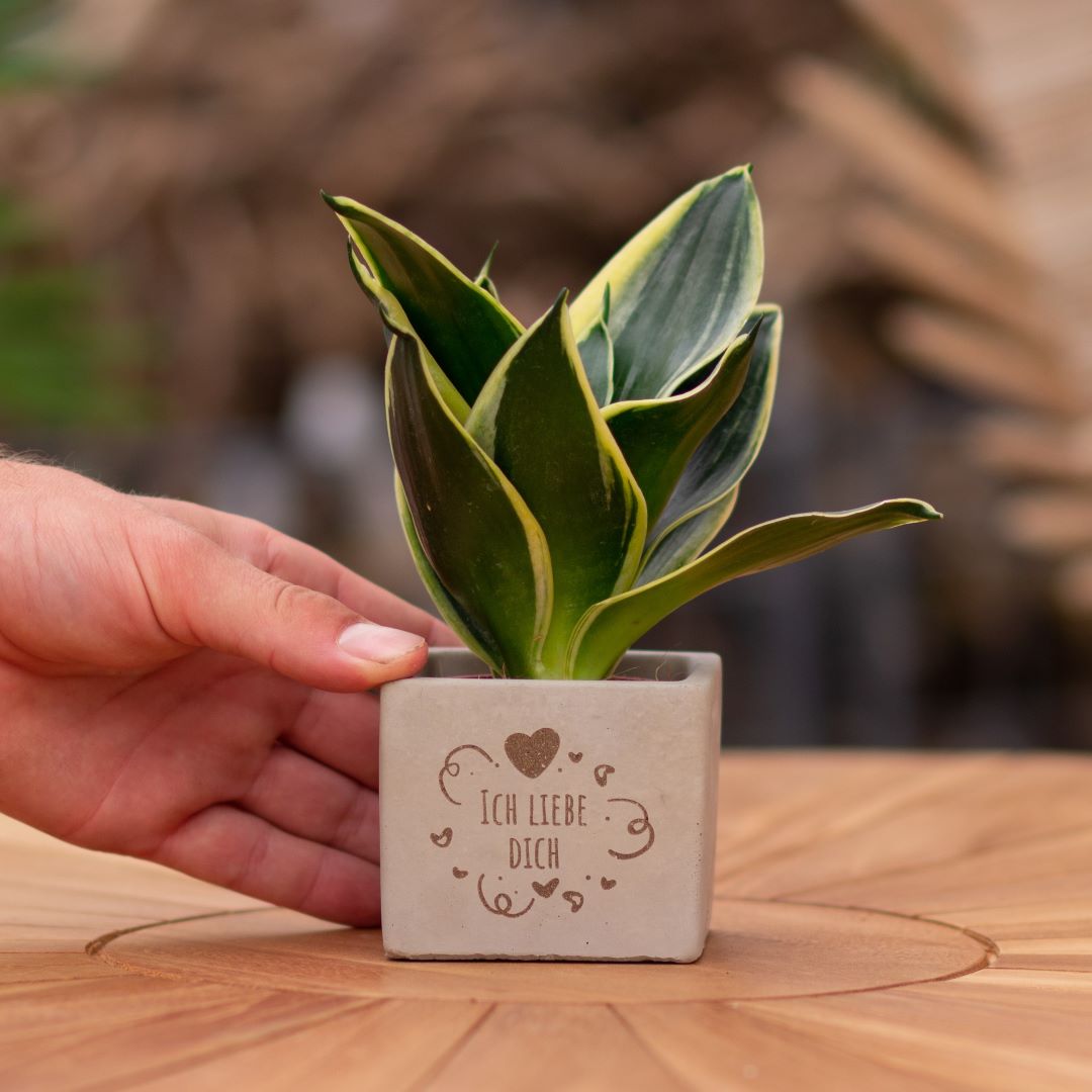 Plant als cadeau met een Congreet® plantpots | Ich liebe Dich