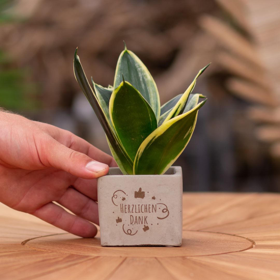 Plant als cadeau met een Congreet® plantpots | Herzlichen Dank