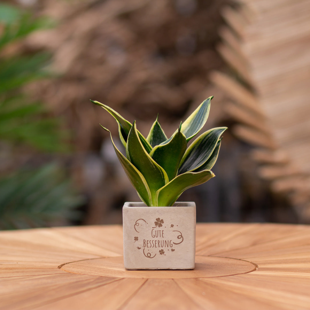 Plantenpot met boodschap met een Congreet® plantpots | Gute Besserung