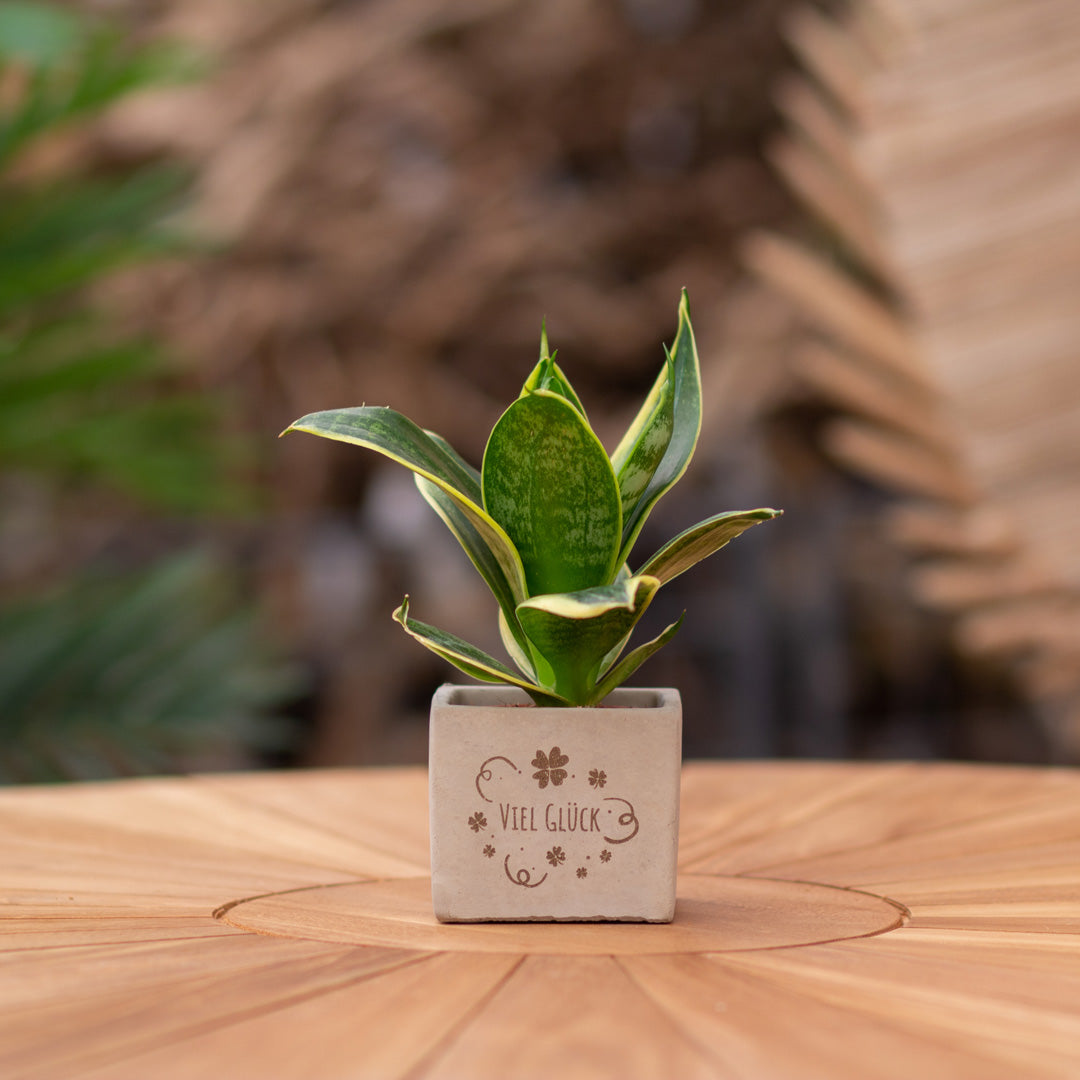 Plantenpot met boodschap met een Congreet® plantpots | Viel Glück