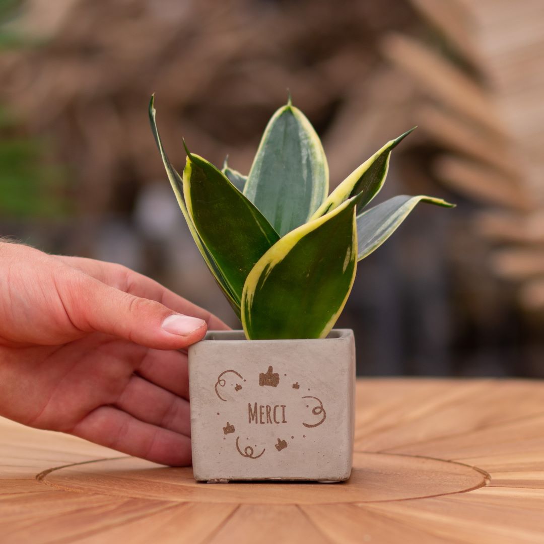 Plant als cadeau met een Congreet® plantpots | Merci