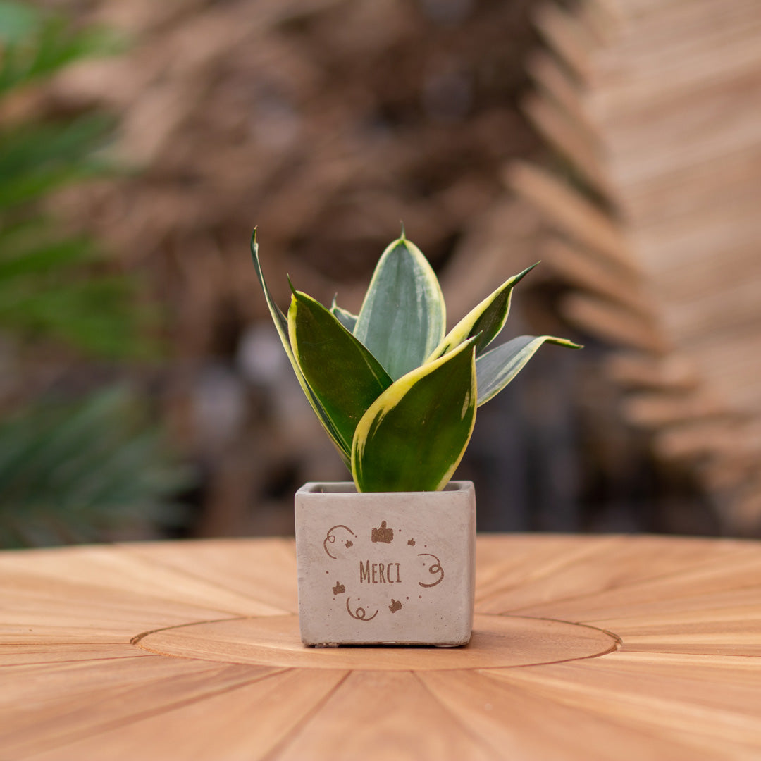 Plantenpot met boodschap met een Congreet® plantpots | Merci