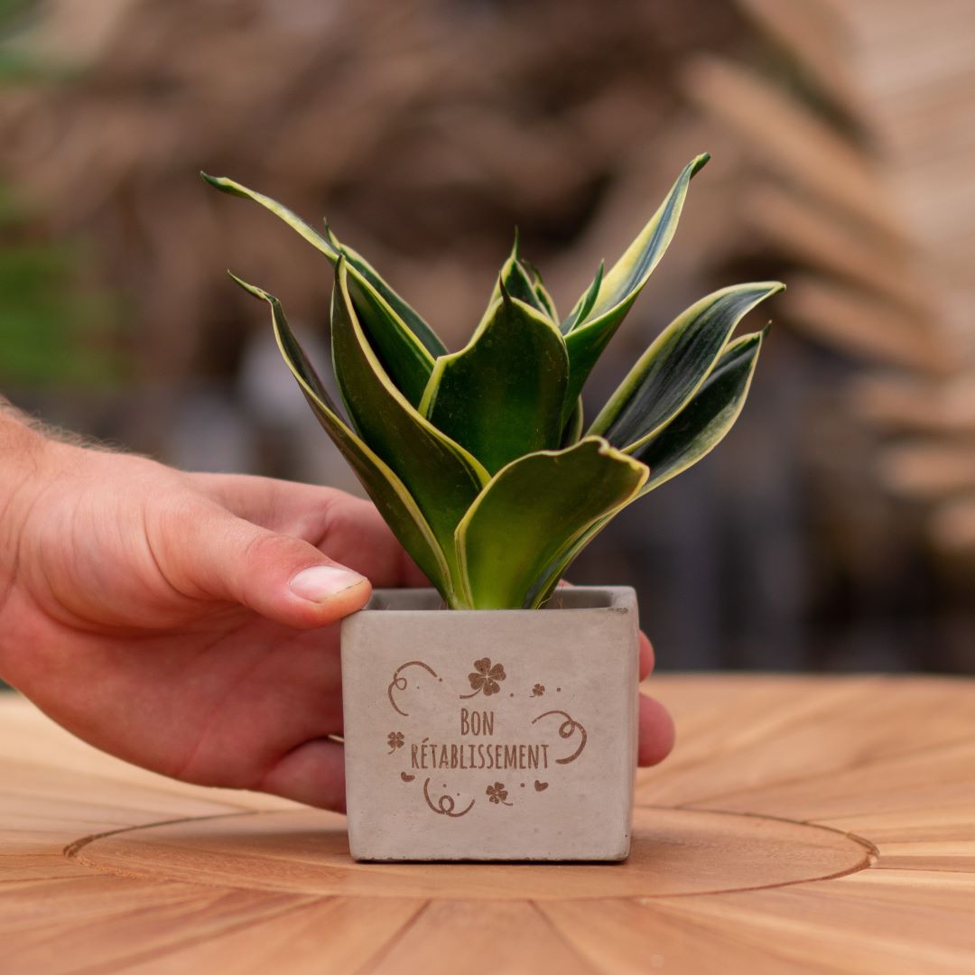 Plant als cadeau met een Congreet® plantpots | Bon rétablissement