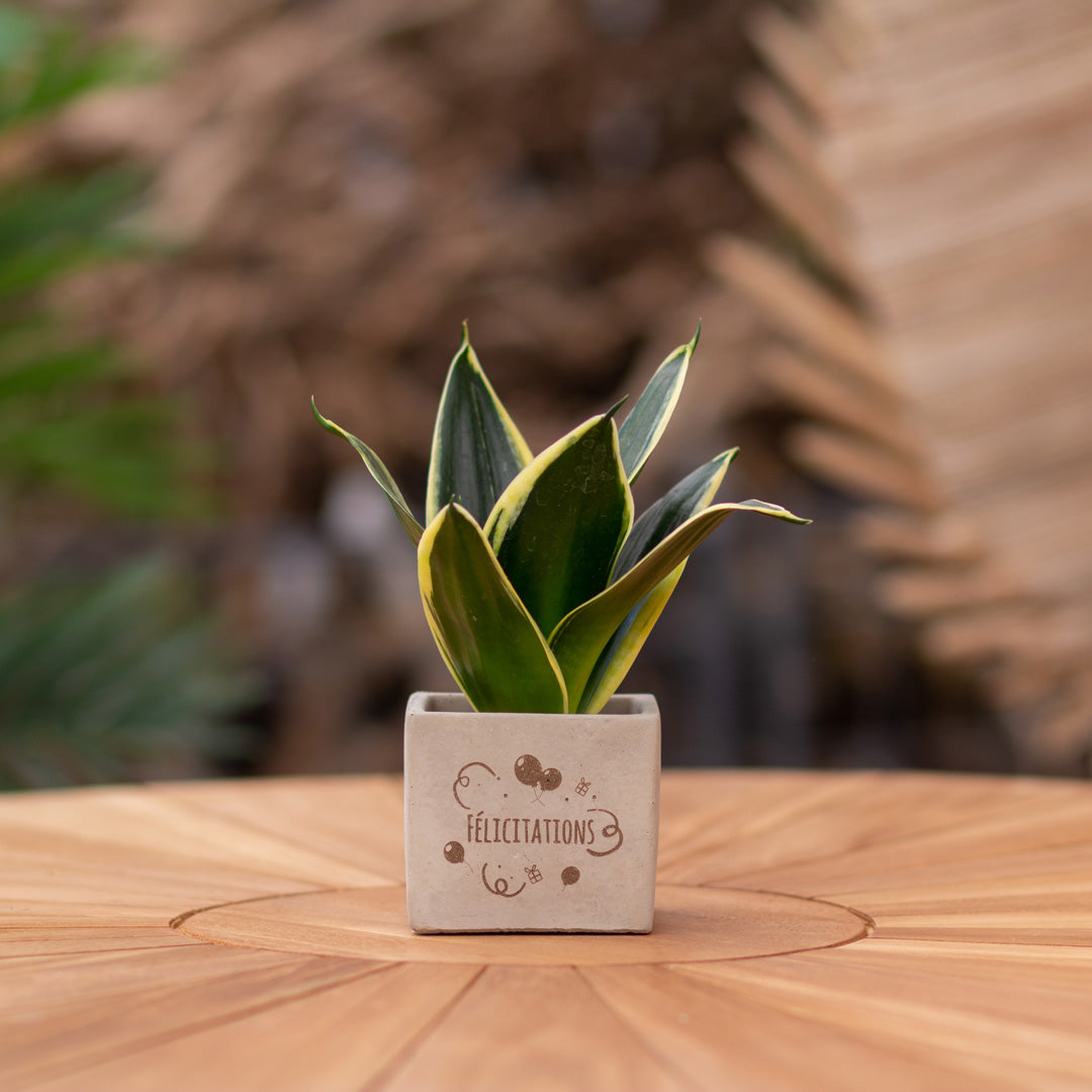 Plantenpot met boodschap met een Congreet® plantpots | Félicitations