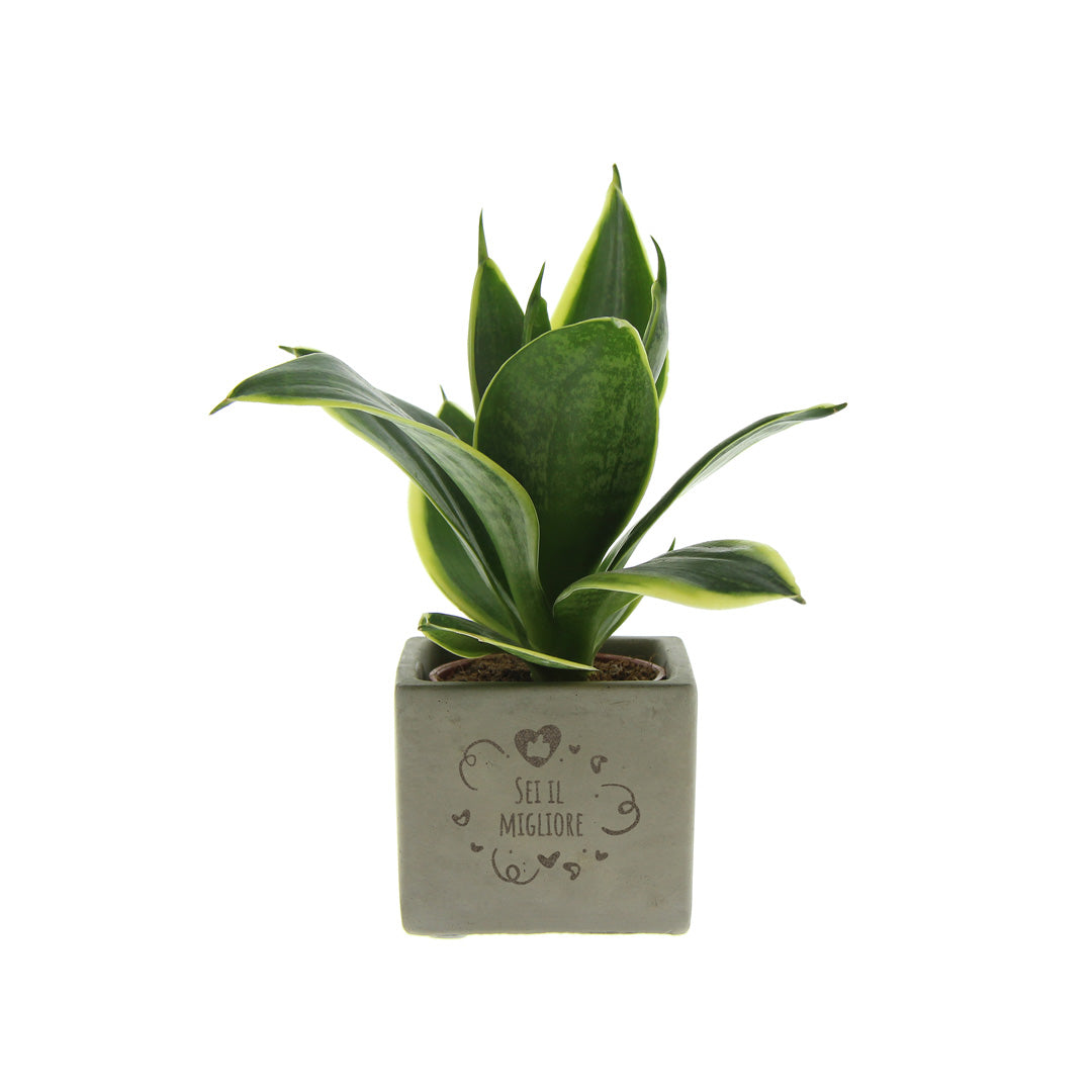 Groen geschenk met een Congreet® plantpots | Sei il migliore