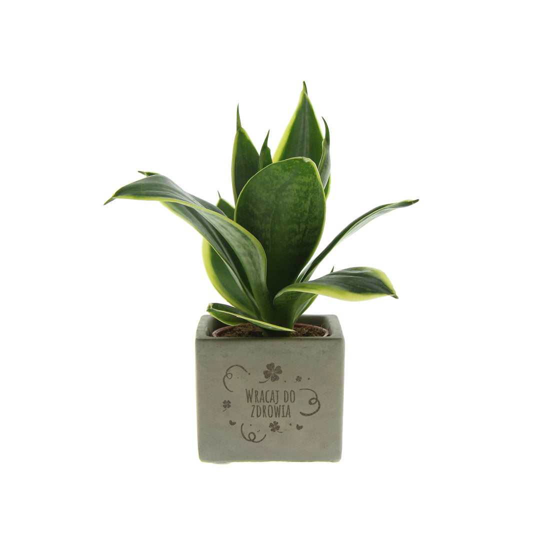 Groen geschenk met een Congreet® plantpots | Wracaj do zdrowia