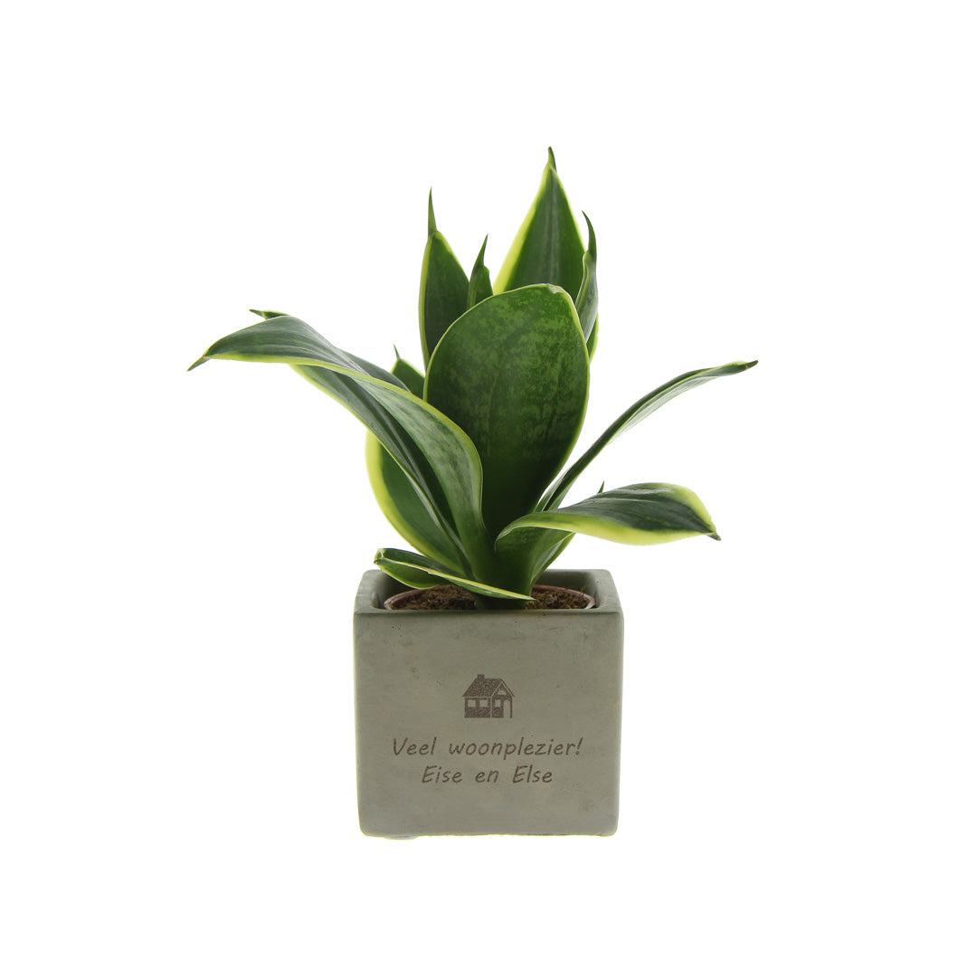 Groen geschenk met een Congreet® plantpots huisje met jouw tekst
