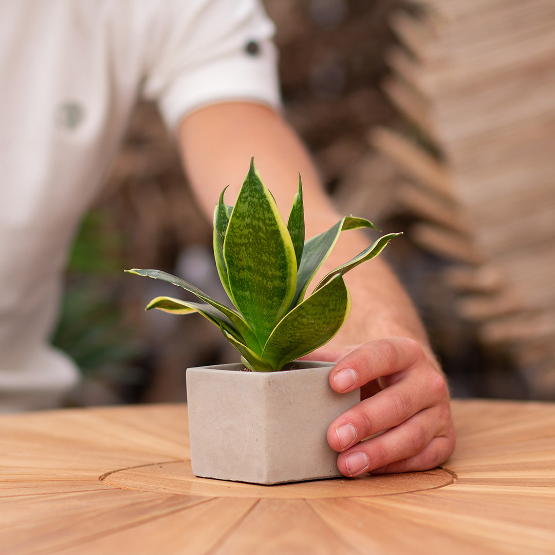 Plantcadeau krijgen met een Congreet® plantpots | Merci