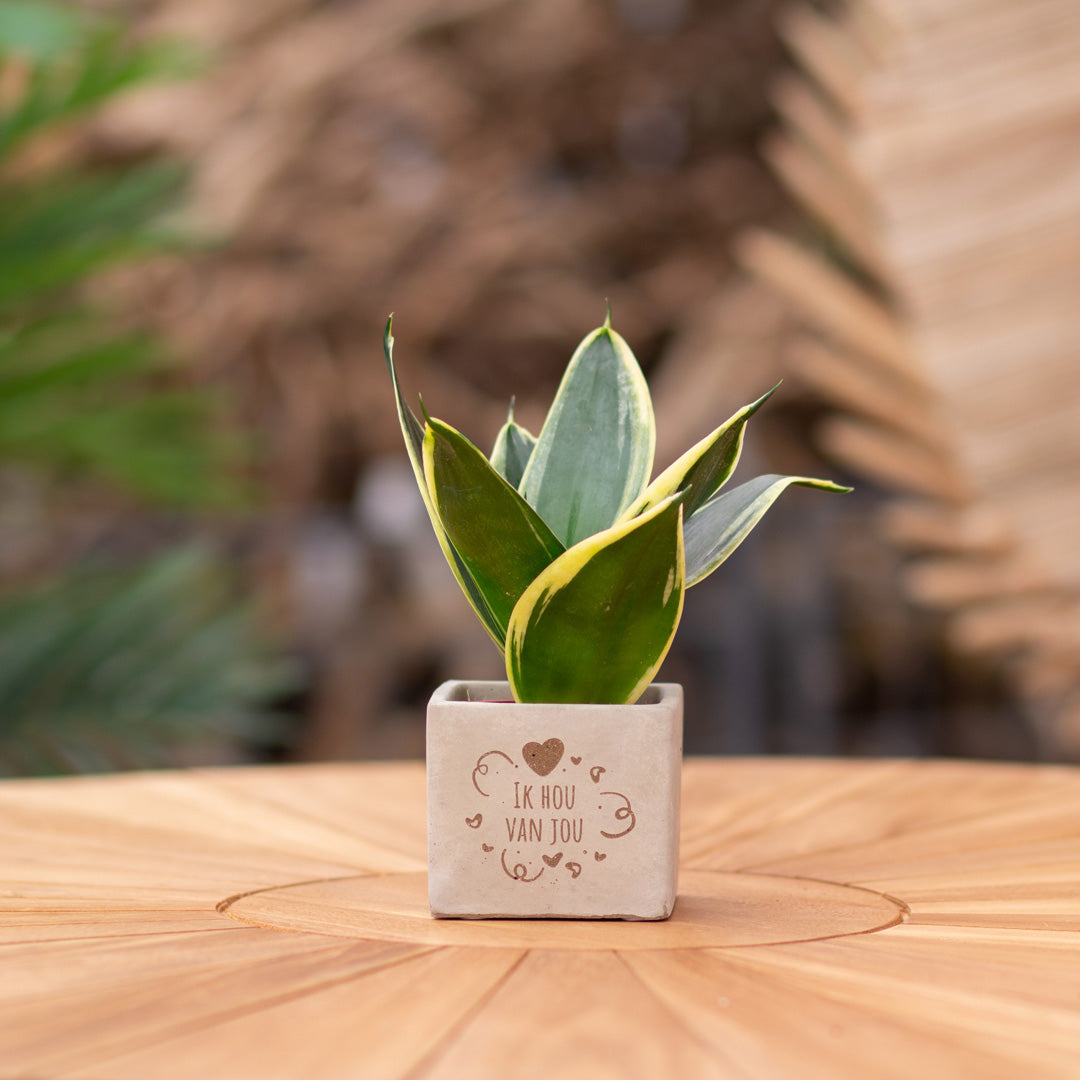 Plantenpot met boodschap met een Congreet® plantpots | Ik hou van jou