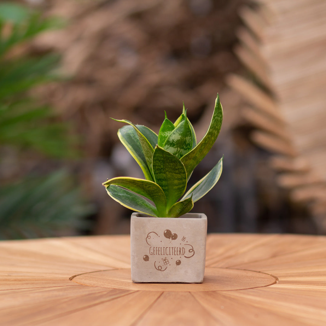 Plantenpot met boodschap met een Congreet® plantpots | Gefeliciteerd