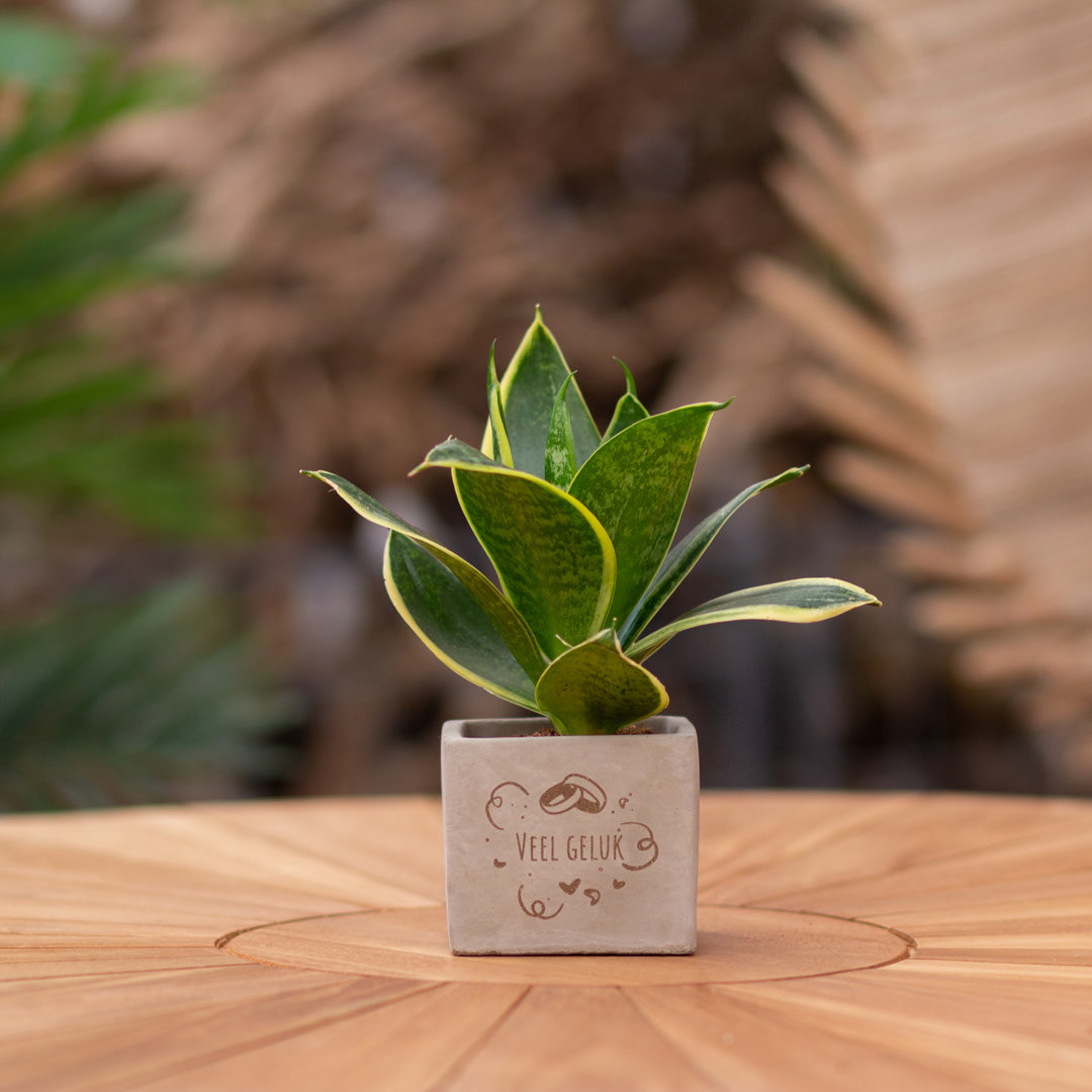 Plantenpot met boodschap met een Congreet® plantpots | Veel geluk