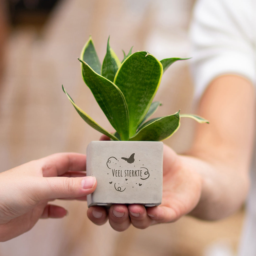 Gepersonaliseerd plantenpot met een Congreet® plantpots | Veel sterkte