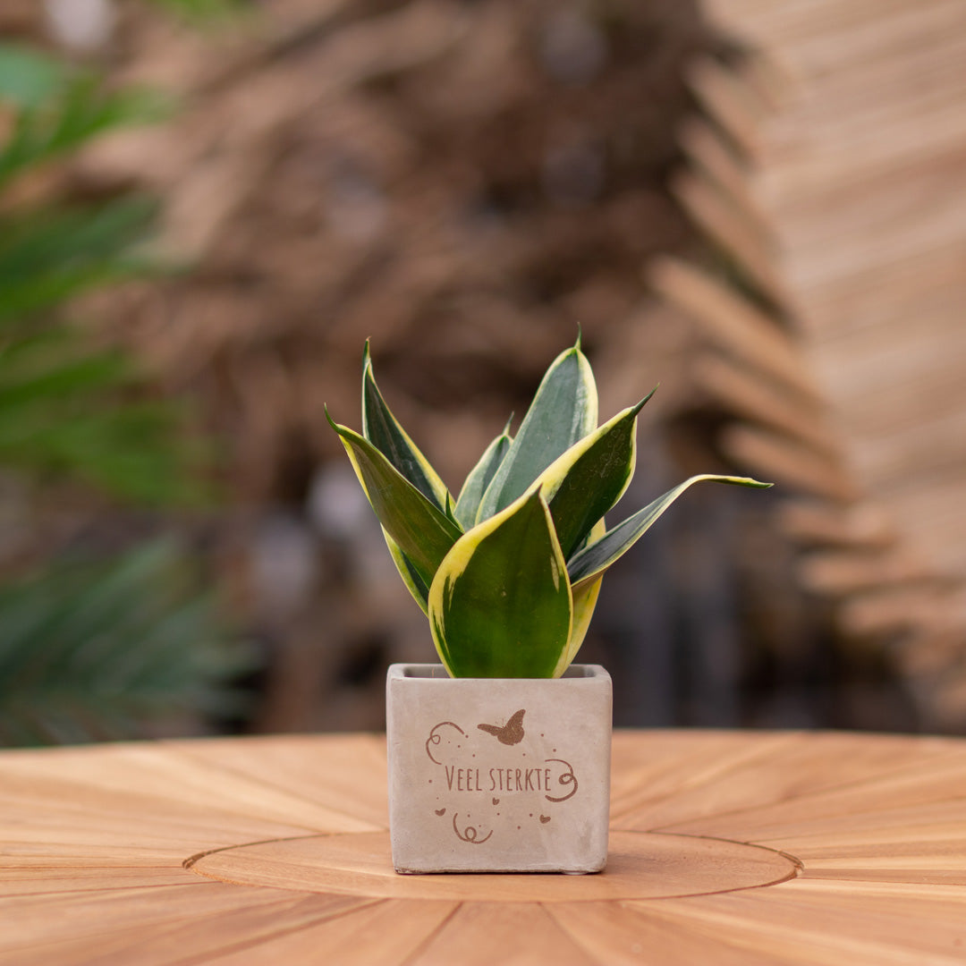 Plantenpot met boodschap met een Congreet® plantpots | Veel sterkte