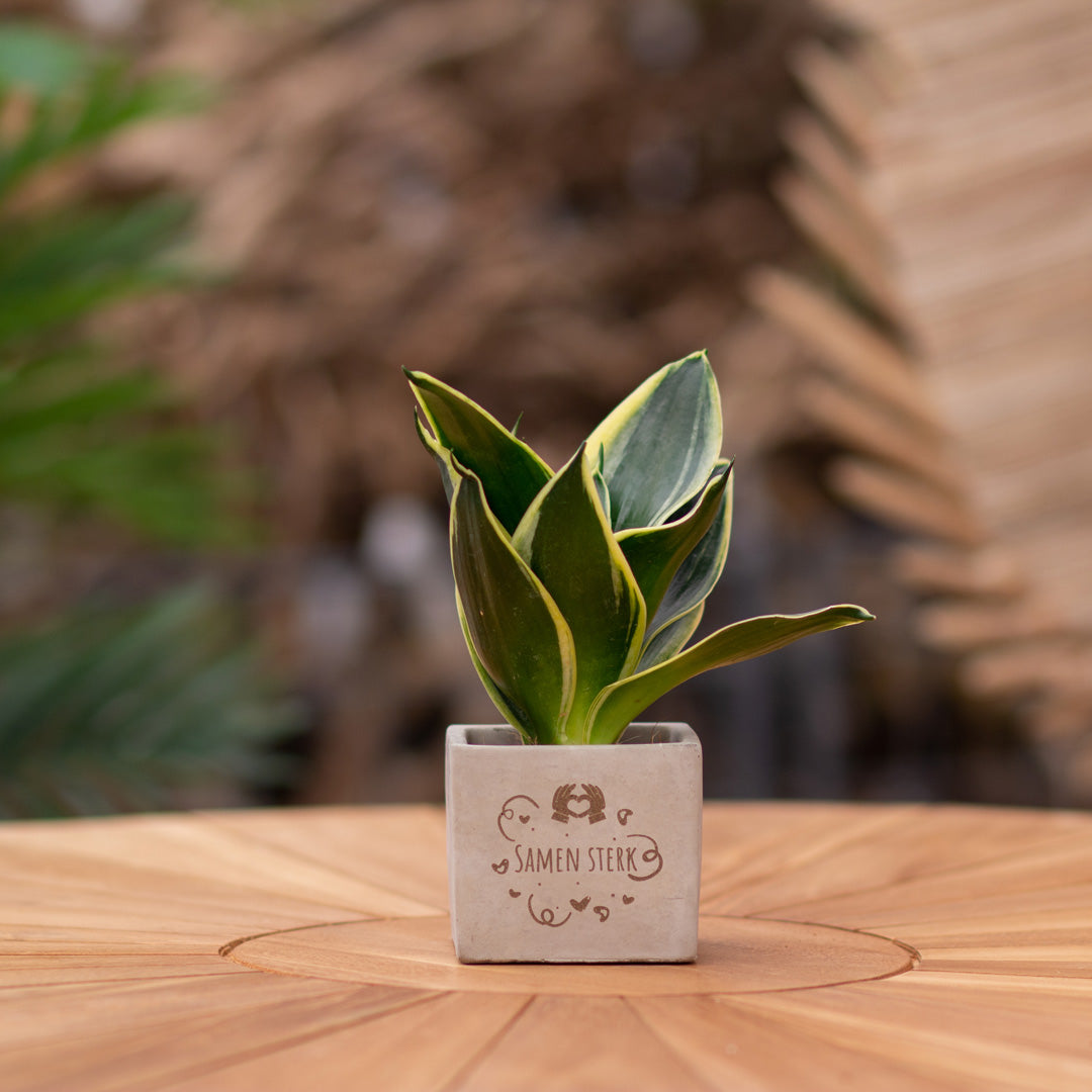 Plantenpot met boodschap met een Congreet® plantpots | Samen sterk