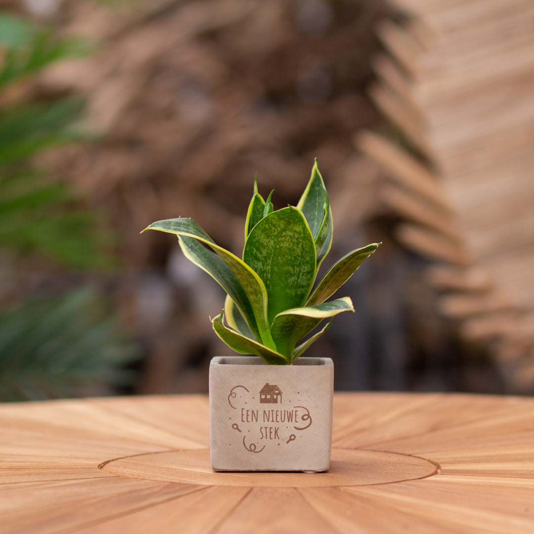 Plantenpot met boodschap met een Congreet® plantpots | Een nieuwe stek