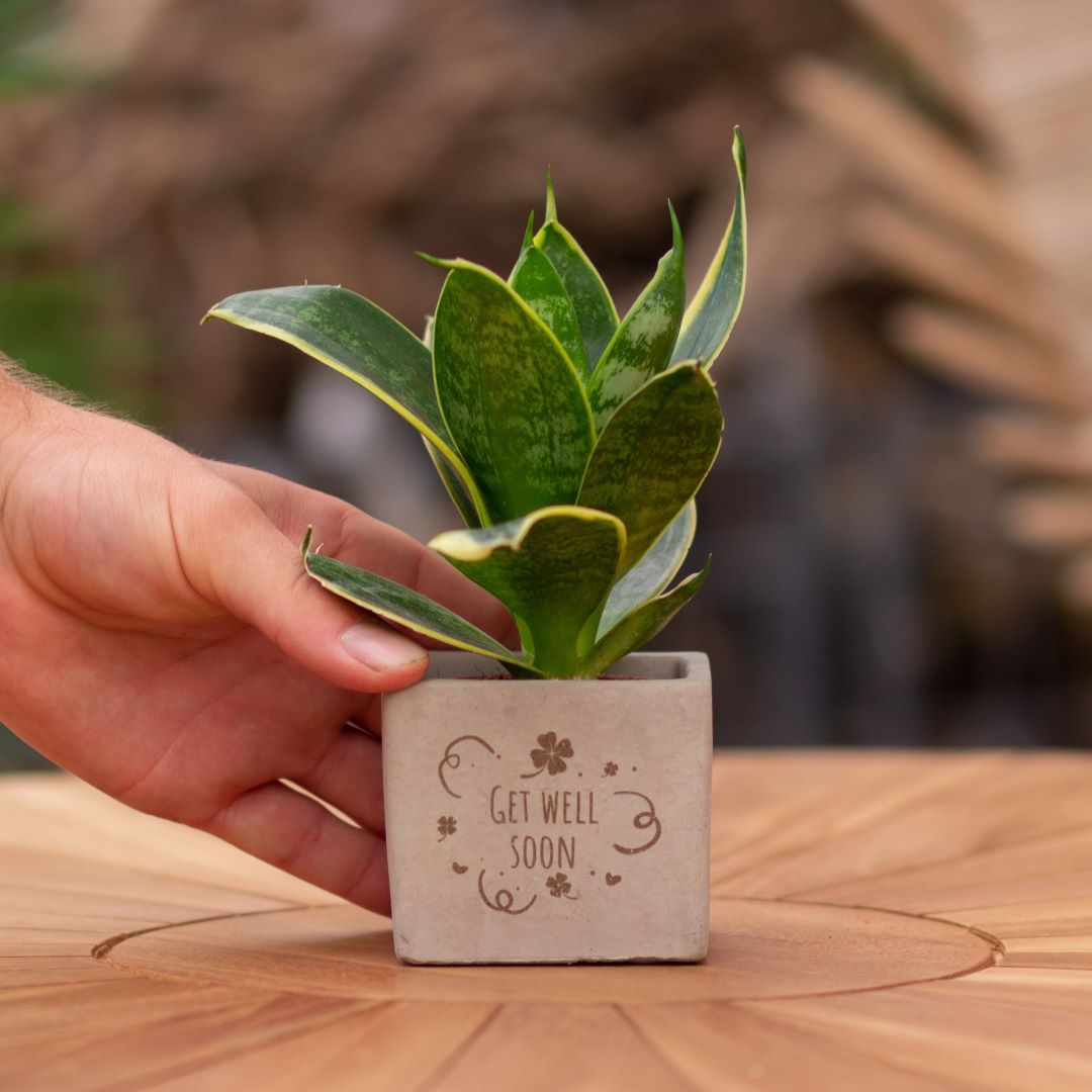 Plant als cadeau met een Congreet® plantpots | Get well soon