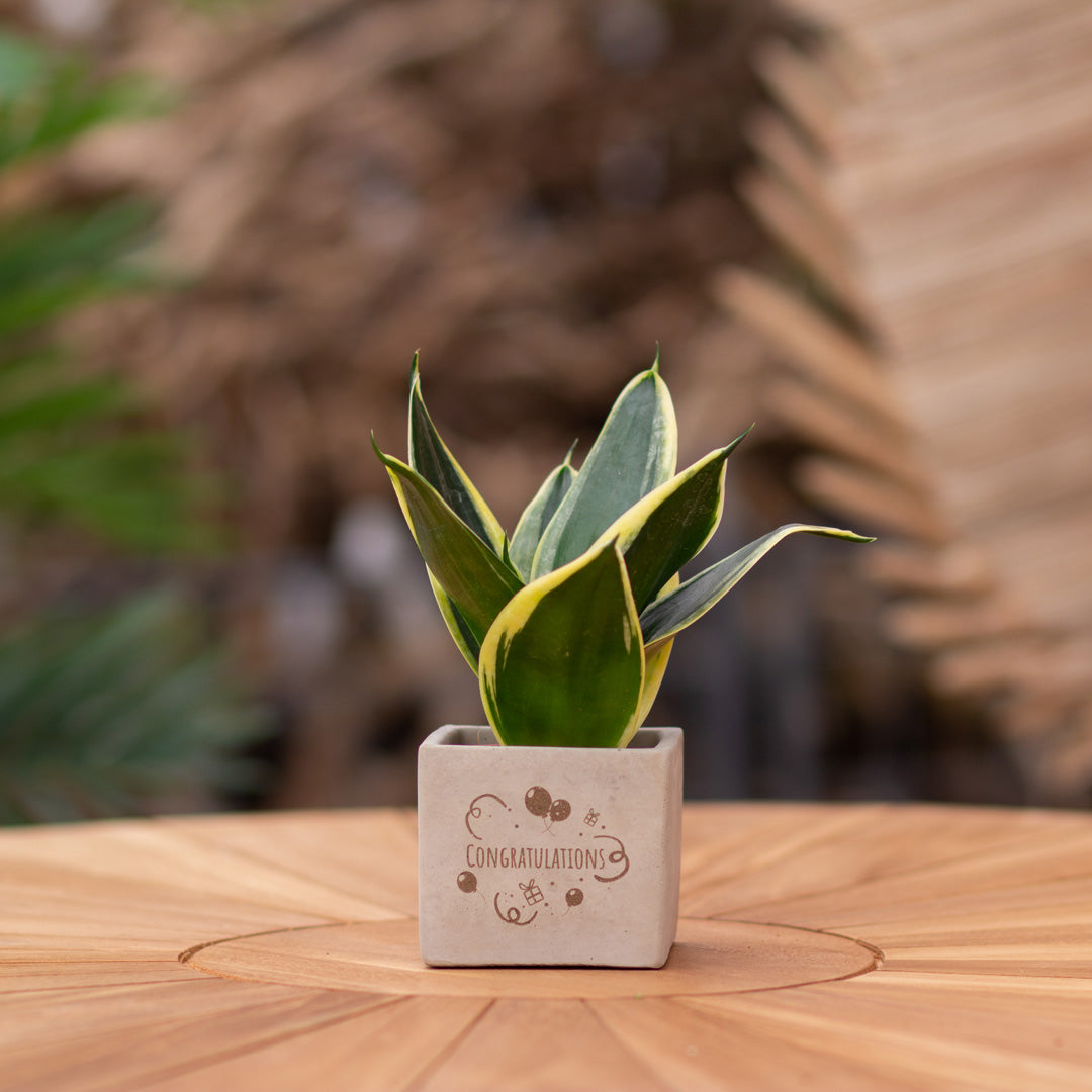 Plantenpot met boodschap met een Congreet® plantpots | Congratulations