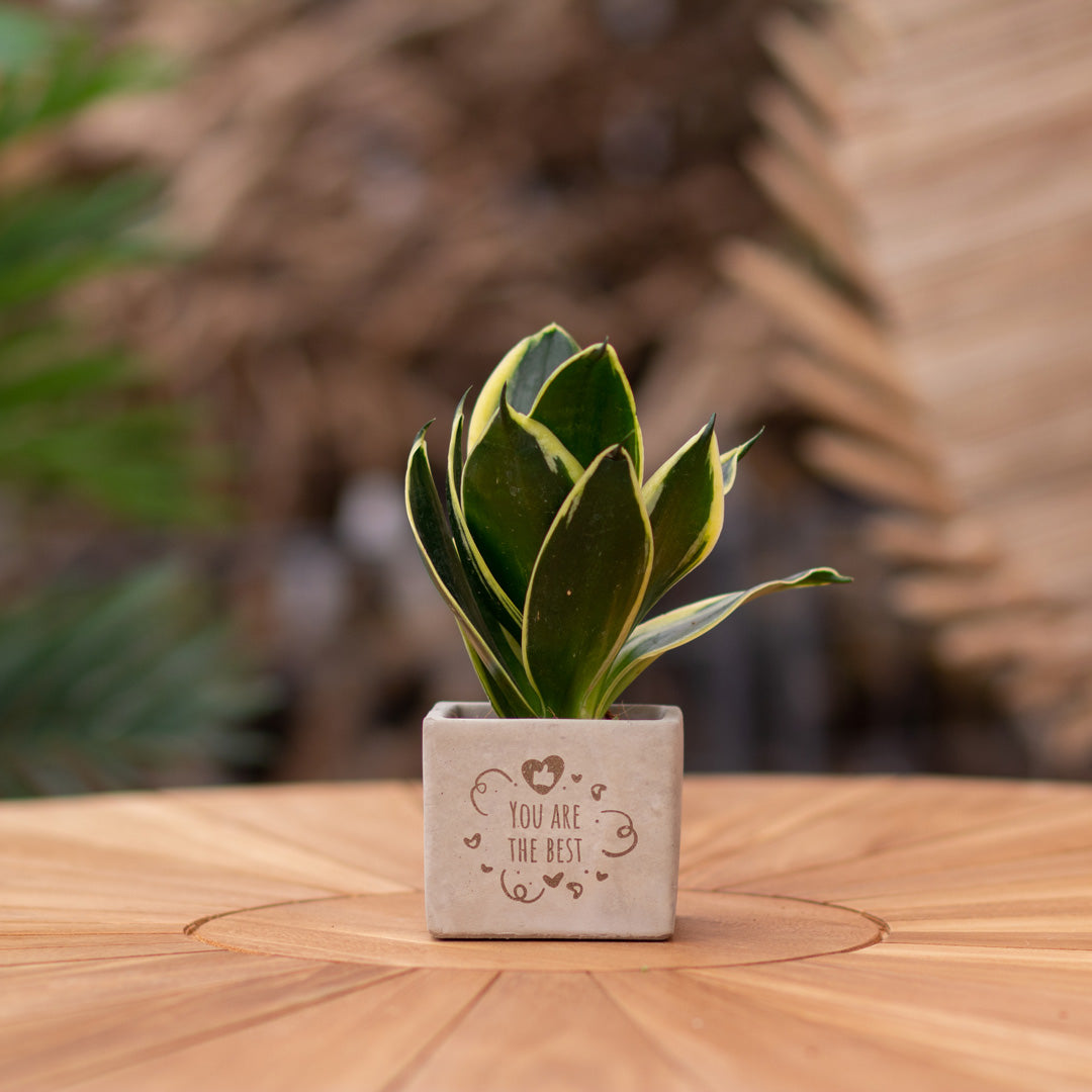 Plantenpot met boodschap met een Congreet® plantpots | You are the best