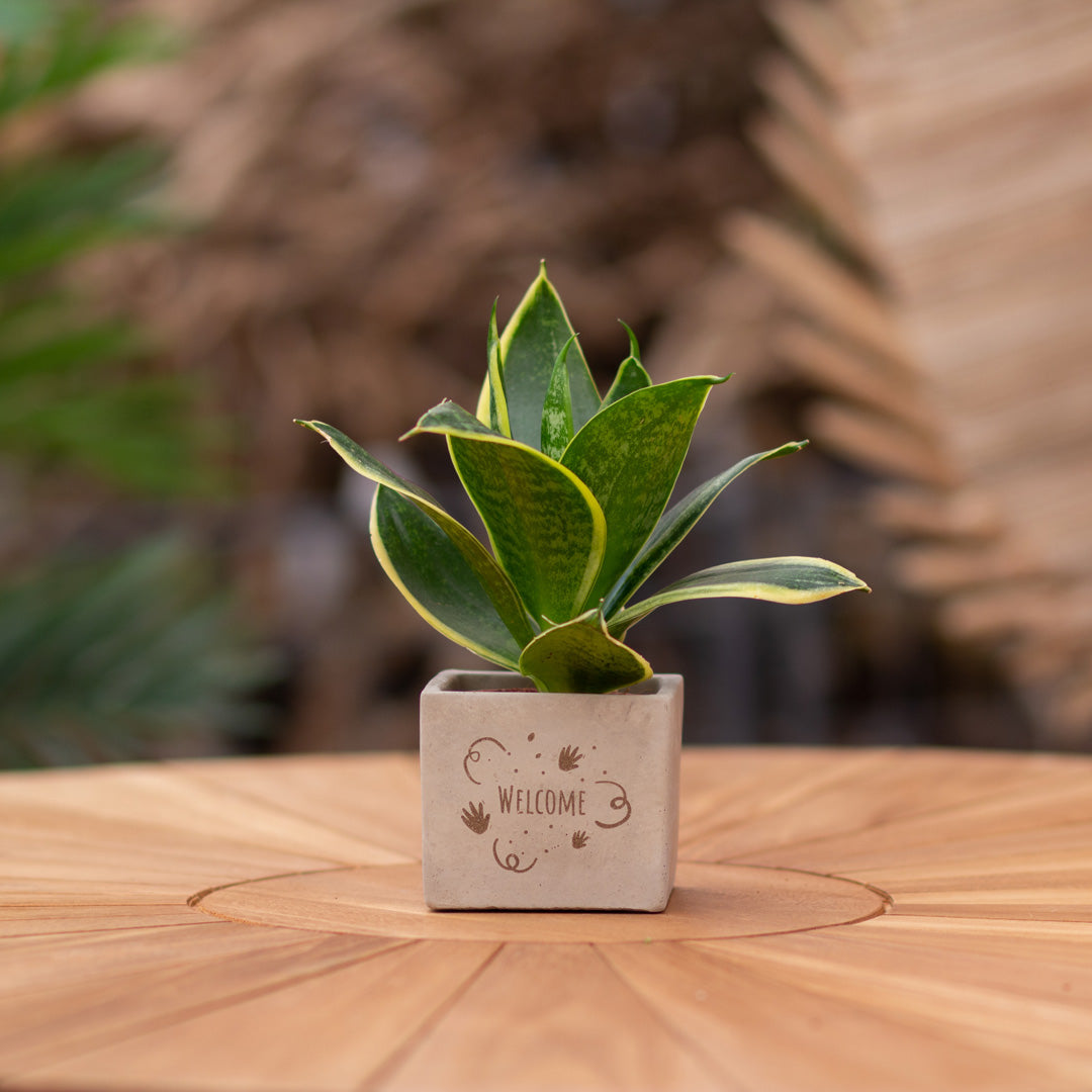 Plantenpot met boodschap met een Congreet® plantpots | Welcome