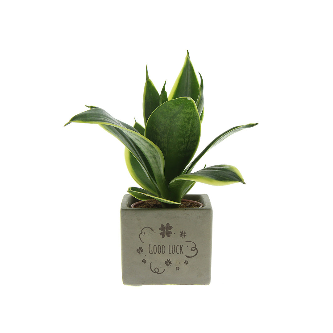 Groen geschenk met een Congreet® plantpots | Good luck
