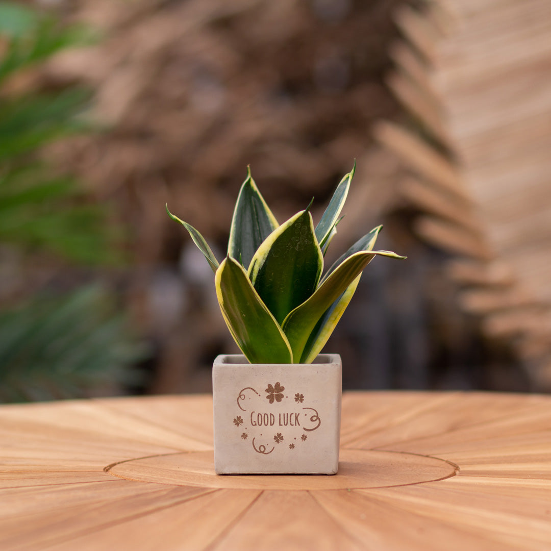 Plantenpot met boodschap met een Congreet® plantpots | Good luck