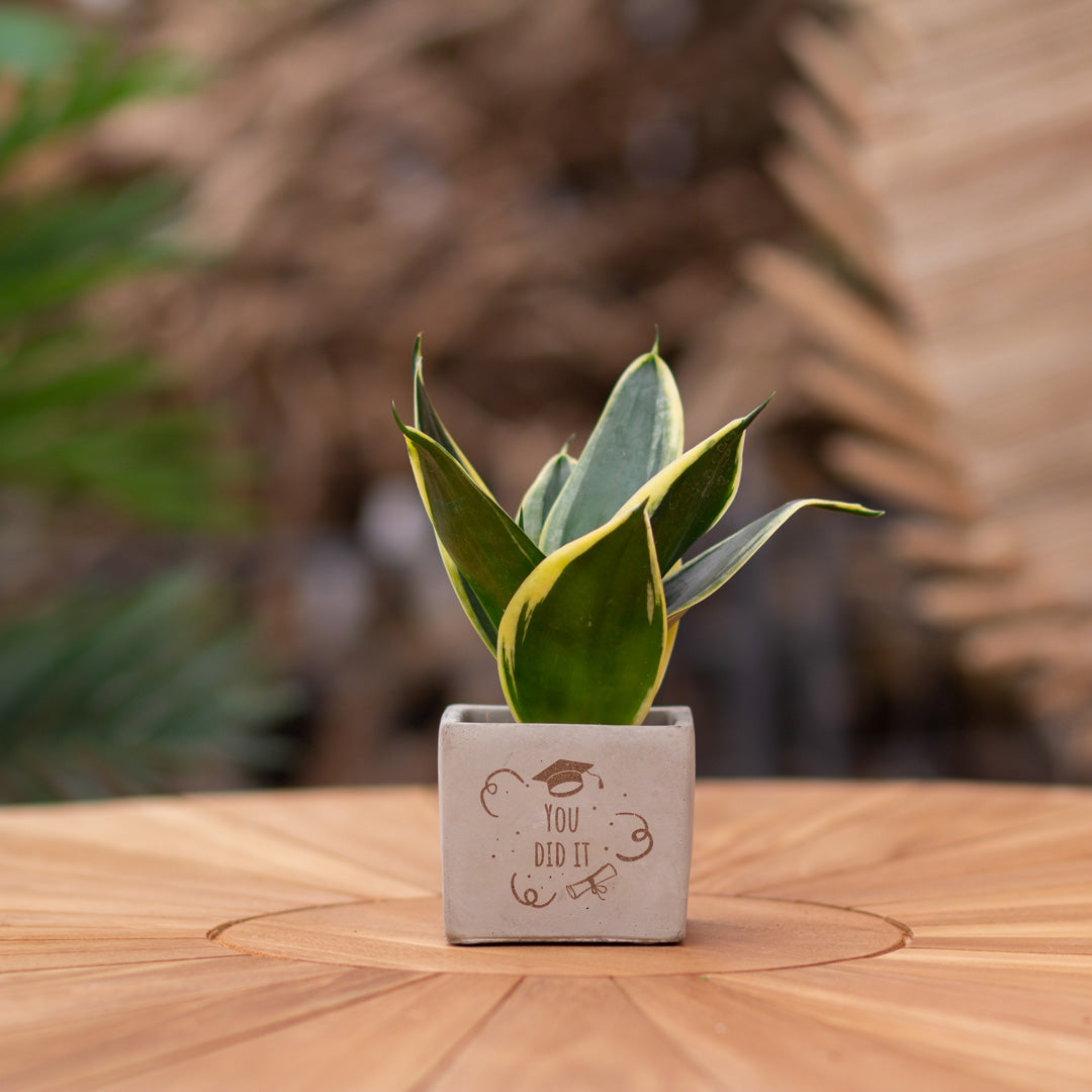 Plantenpot met boodschap met een Congreet® plantpots | You did it