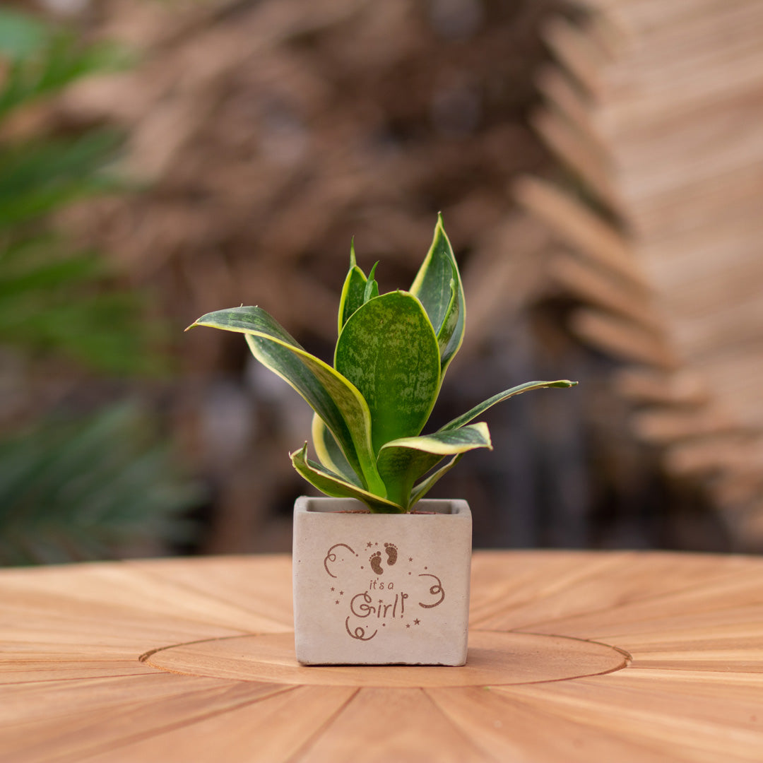 Plantenpot met boodschap met een Congreet® plantpots | It's a girl