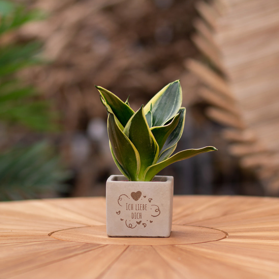 Plantenpot met boodschap met een Congreet® plantpots | Ich liebe Dich