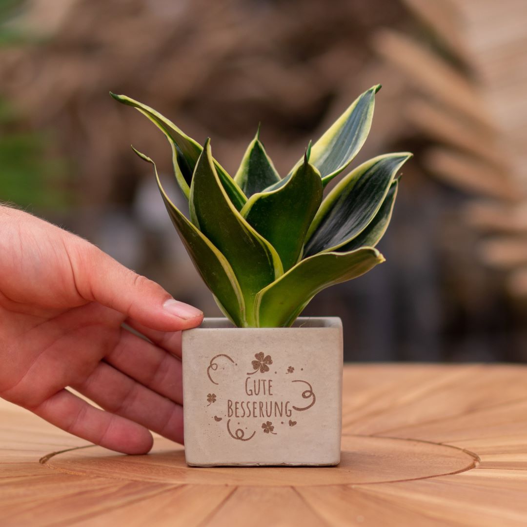 Plant als cadeau met een Congreet® plantpots | Gute Besserung