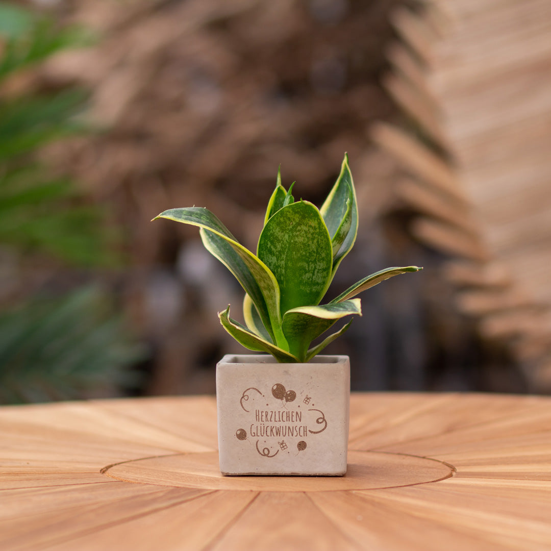 Plantenpot met boodschap met een Congreet® plantpots | Herzlichen Glückwunsch