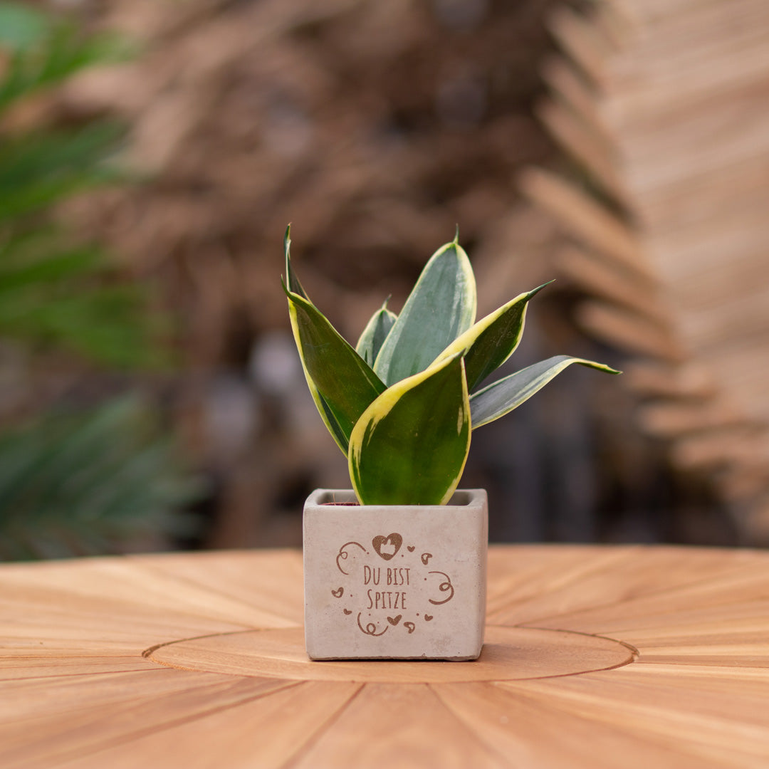 Plantenpot met boodschap met een Congreet® plantpots | Du bist Spitze