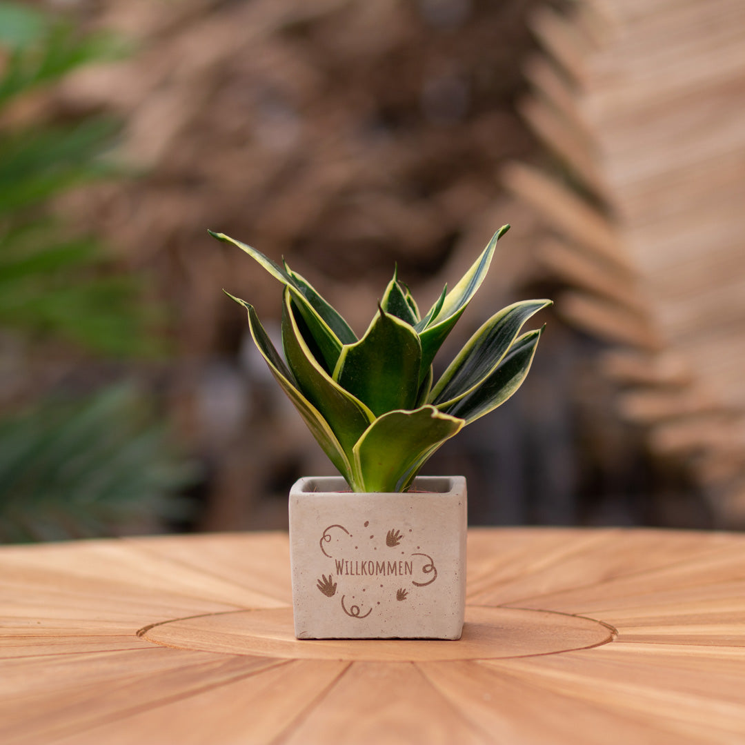 Plantenpot met boodschap met een Congreet® plantpots | Willkommen