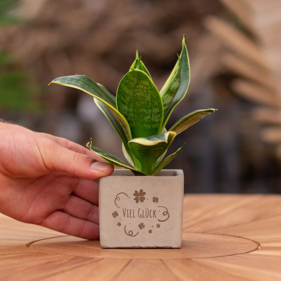 Plant als cadeau met een Congreet® plantpots | Viel Glück
