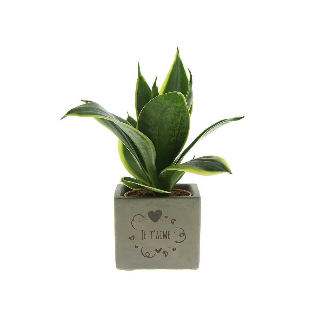 Groen geschenk met een Congreet® plantpots | Je t'aime