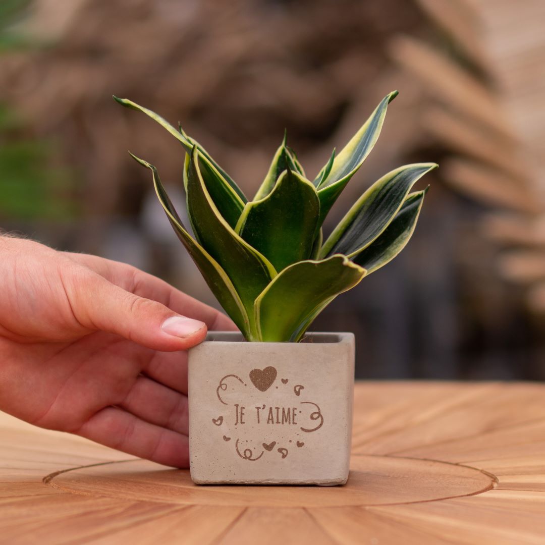 Plant als cadeau met een Congreet® plantpots | Je t'aime