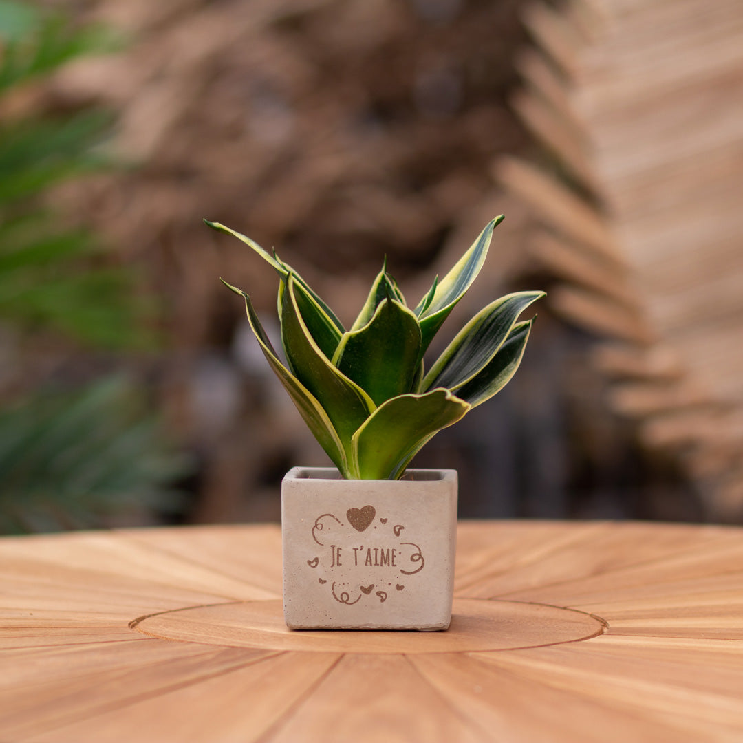 Plantenpot met boodschap met een Congreet® plantpots | Je t'aime